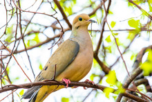 Cute Mourning Dove Portrait Close Up In Spring
