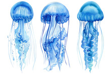 Set Of Beautiful Blue Jellyfish On An Isolated White Background, Watercolor Hand Drawing