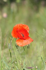 Wall Mural - Mohn