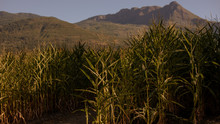 Cornfield At Dusk With Mountains In The Background