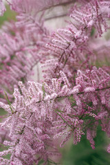 Sticker - bunch of pink flowers in the garden