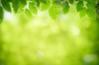 © Fahkamram - Nature of green leaf in garden at summer. Natural green leaves plants using as spring background cover page greenery environment ecology wallpaper