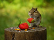 A chipmunk sits on a stump and holds in its paws a red berry strawberry