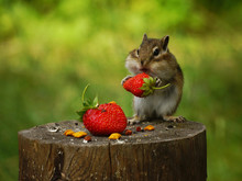 A Chipmunk Sits On A Stump And Holds In Its Paws A Red Berry Strawberry
