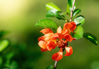 Blooming Japanese quince with bright flowers