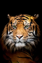Low Key Tiger Profile Close-up Face