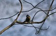 Low Angle View Of Bird Perching On Branch