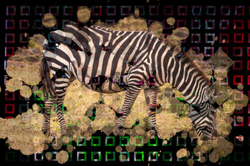 Wall Mural - Zebra. Background with the image of animals. Texture of squares on a dark background. The fauna of Africa. Zebra is eating grass. Zoo Background using animals. Zebra next to dry grass