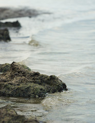 on the sea shore, a pile of seaweed washed away in the water, focus and sharpness in one place, background blurred