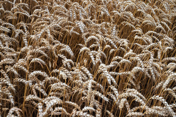 Spikelets of wheat on the field