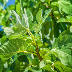 Wall Mural - Fig tree branch