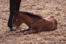A Small Brown Colt Is Resting On A Horse Farm