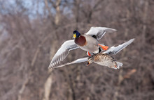 Female And Male Mallard Ducks In Flight In Canada
