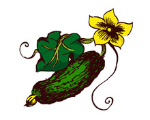 Fresh Cucumber With A Blossom And A Leaf. Hand Drawn Ink Sketch. Vector Illustration
