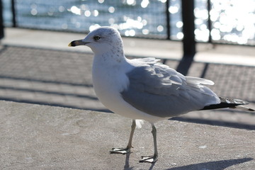 Canvas Print - a seagull
