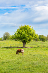 Dairy cow grazing in a pasture with pollarded trees in a rural landscape