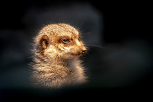 Beautiful Fine Art Portrait Of A Meerkat