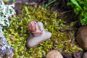 The snail glides over the wet texture of the stone.Pink snail with light brown striped shell.