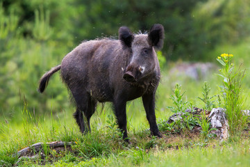 Wall Mural - dangerous wild boar, sus scrofa, looking into camera on a glade in low tatras national park, slovaki
