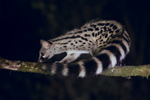 Close Up Of Wild Genet Hunting At Night In Forest