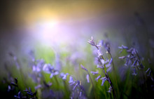 A Soft Focus Closeup Of Bluebells In The Springtime. Colorful Flowers In Nice Soft Light.