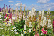 Lupinus, Lupin, Lupine Field With Colorful Flowers Under The Blue Sky . Bunch Of Lupines Summer Flower Background. Blooming Lupine Flowers. A Field Of Lupines. Spring And Summer Flowers