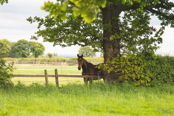 Horse under tree