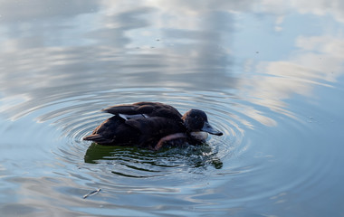 duck in the water