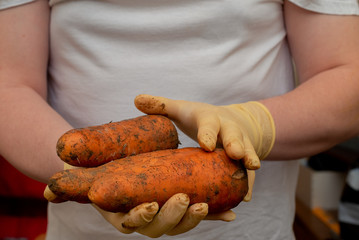 Wall Mural - Carrots lie on men's hands in rubber gloves. Vegetables, harvest 2020, pandemic, coronavirus.