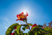 A Red And Orange Rose Against A Blue Summer Sky With A Star Burst Sun Beam Shining Through