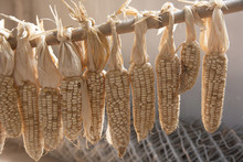 Ripe Dried Corn Cobs Hanging On The Bamboo Rail.