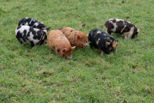 A Group Of Kunekune Piglets 