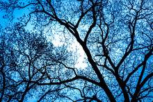Bare Budding Tree Branches Looking Upwards At Dark Evening Sky