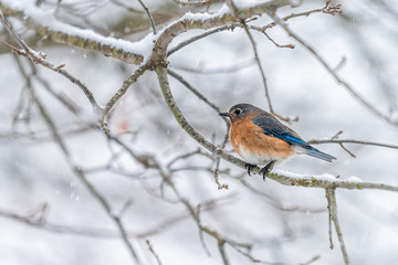 Wall Mural - Brown female bluebird blue one bird sitting perching on tree during winter snow on bare branch in Virginia closeup