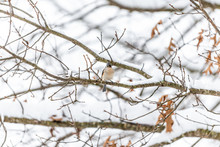 One Single Tufted Titmouse Titmice Bird Sitting Perched On Tree Branch During Heavy Winter Snow Colorful In Virginia With Snow Flakes