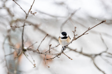 closeup of one single carolina or black-capped chickadee bird perching on tree branch during winter 