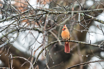 Wall Mural - Female red northern cardinal Cardinalis bird sitting perched on tree branch during winter or autumn spring rain on rainy day in Virginia with water drops