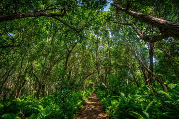 green forest in the morning