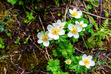 Wall Mural - Macro of white daisy flowers on Conundrum creek trail in rocky mountains near Aspen, Colorado in early summer of 2019