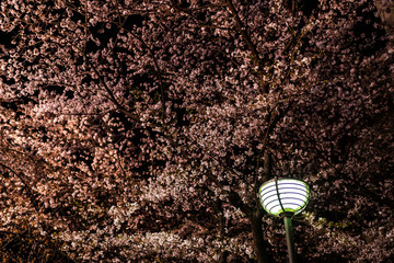 Wall Mural - kyoto, japan park in gion district at night with illuminated lamp lantern and cherry blossom sakura 