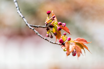 Wall Mural - Closeup of red cherry tree sakura blossom branch opening flowers with buds in spring springtime in Kyoto, Japan and blurry background