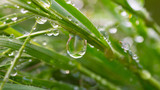 Fototapeta Łazienka - Green grass with raindrops, summer outdoors.