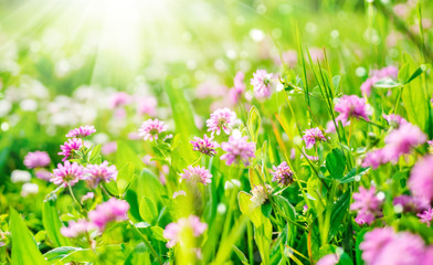 Wall Mural - Spring or summer nature background with green grass, wildflowers and bokeh