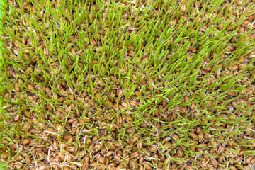 little green plant of wheat