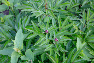 Peony bud on a background of succulent fresh leaves.