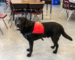 © ChristyLangPhotos - Therapy dog with a red jacket on in a school classroom.