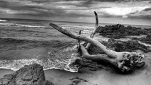 Driftwood At Shore Against Cloudy Sky