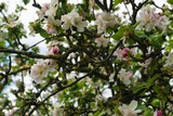 Fototapeta  - Apfelblüte