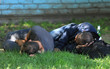 two homeless people sleeping on the grass