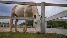 White Horse Eats Grass Through A Wooden Fence Of A Cattle Pen. Against The Background Of Blue Sky. Shot From Below. Horse Stable Ranch